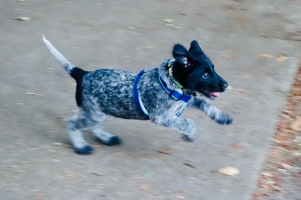 Adorable prancing puppy with black head, black butt, salt and pepper body, and dipstick tail. 
