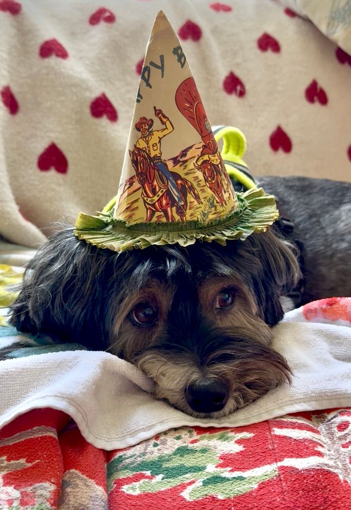 A small terrier type dog is lying down, resting his chin and looking extremely cute. He is wearing a party hat with a cowboy print that says HAPPY BIRTHDAY. 
