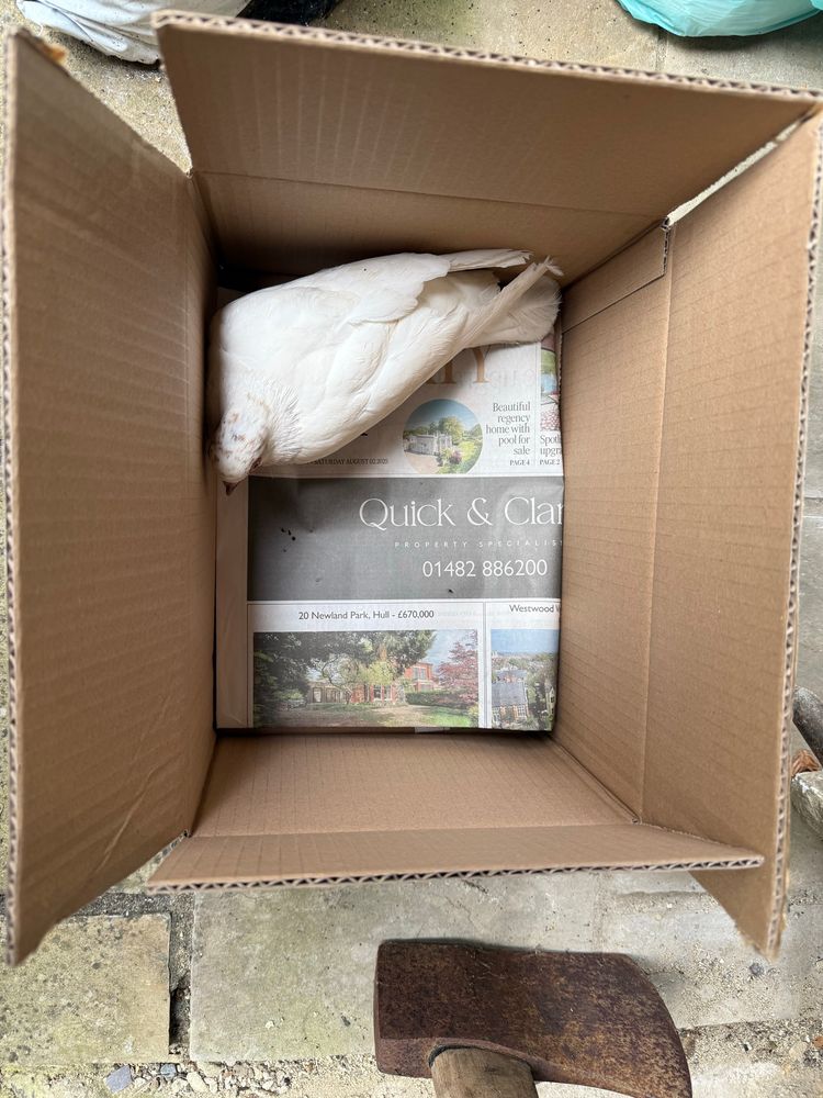 A white pigeon / dove in a box with some newspaper. 