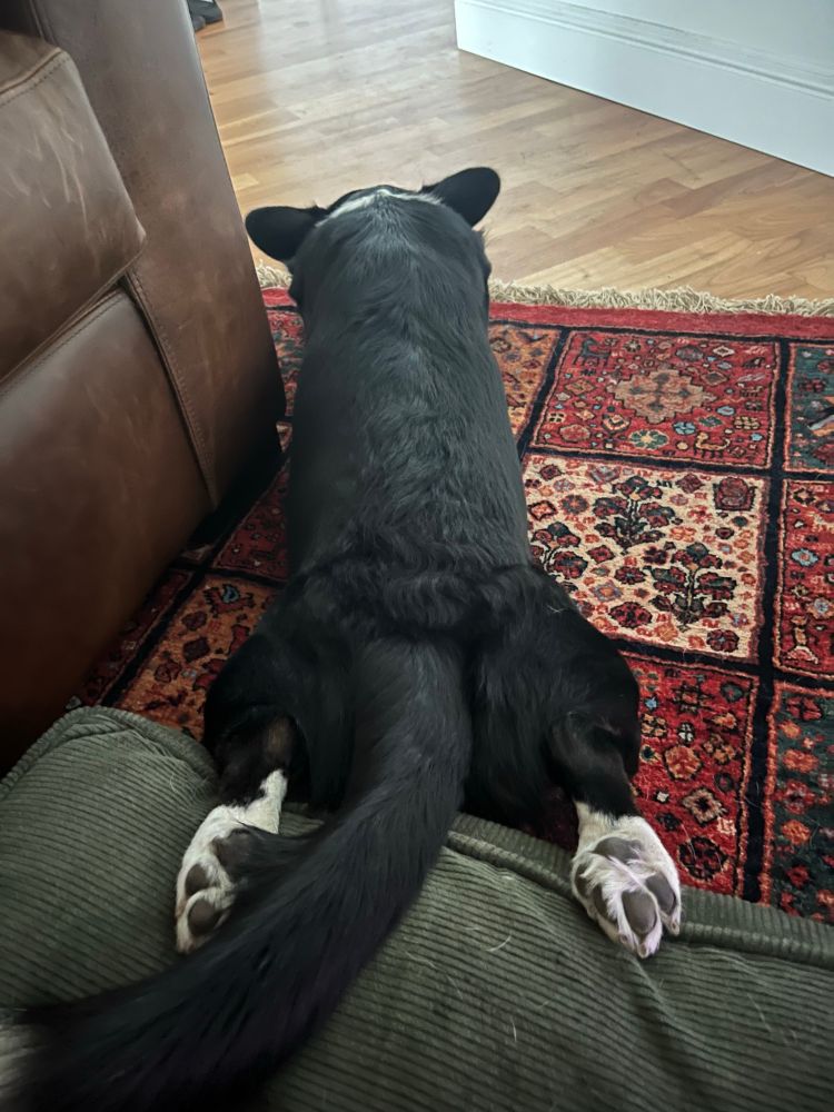 A corgi has her feel laid back in “chicken leg” position and rests only her toes on an elevated cushion 
