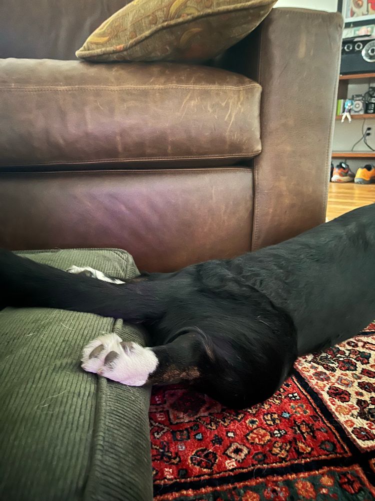 A corgi has her feel laid back in “chicken leg” position and rests only her toes on an elevated cushion 