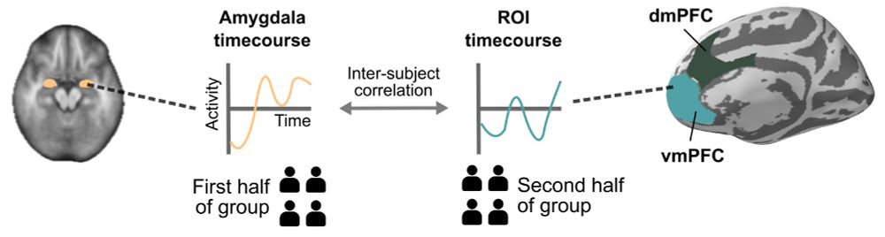 Figure showing how inter-subject correlation is computed. The average timecourse in the amygdala is computed in one half of the group, and the average timecourse in another brain region such as vmPFC or dmPFC is computed in the other half of the group, and then these two timecourses are correlated.