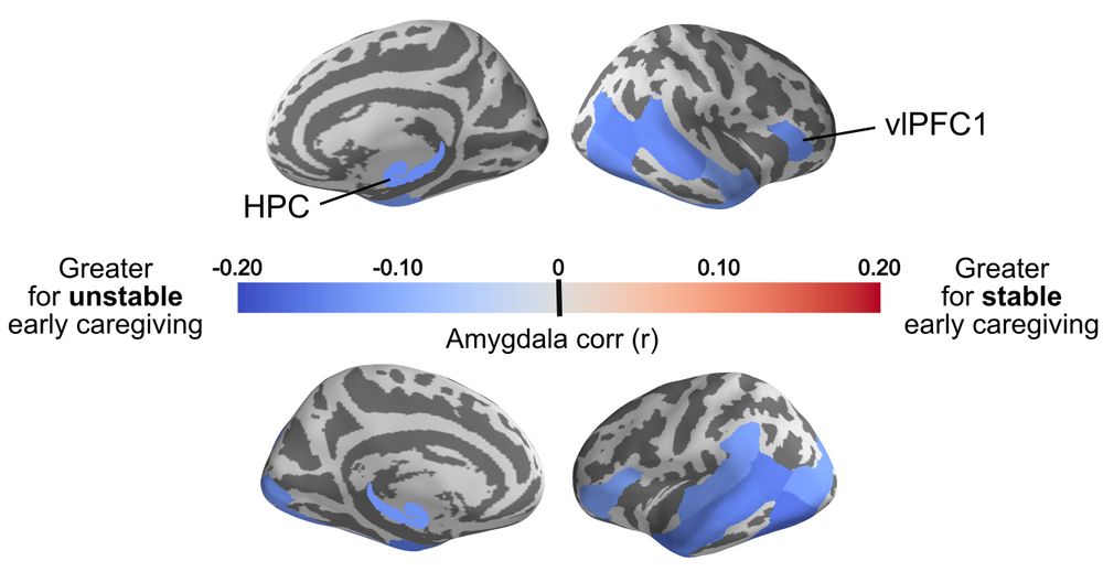 Brain map showing regions that are more connected to the amygdala for children with unstable early caregiving, including the hippocampus and lateral temporal regions