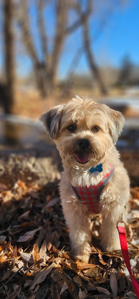 Happy dog smiling at camera.