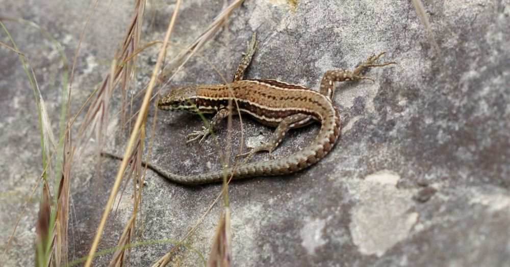 Muurhagedis keert terug op de Sint Pietersberg | Natuurmonumenten