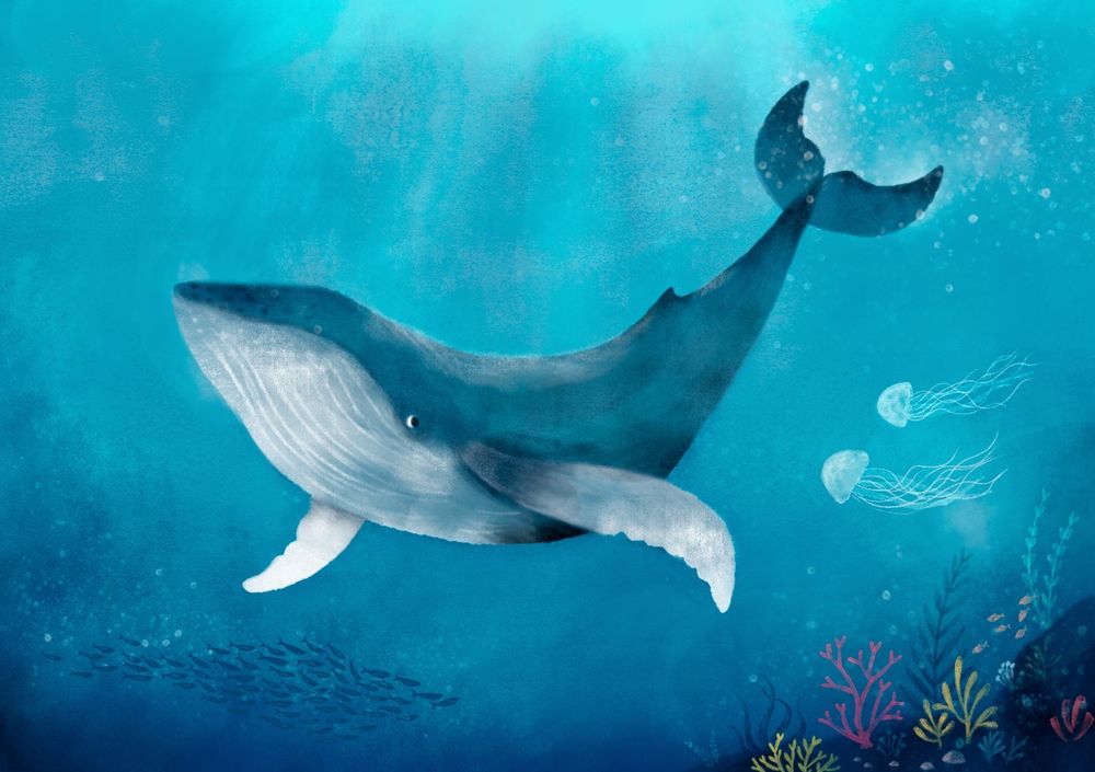 A Humpback Whale swoops through the sea followed by two jellyfish. Brightly coloured coral sits to the right in the foreground. 