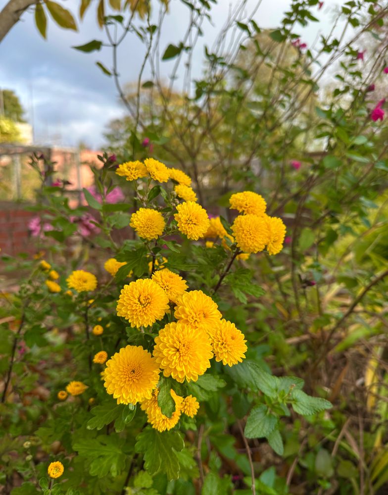 A clump of mini flowered yellow chrysanthemums.
www.walnutkitchengarden.co.uk