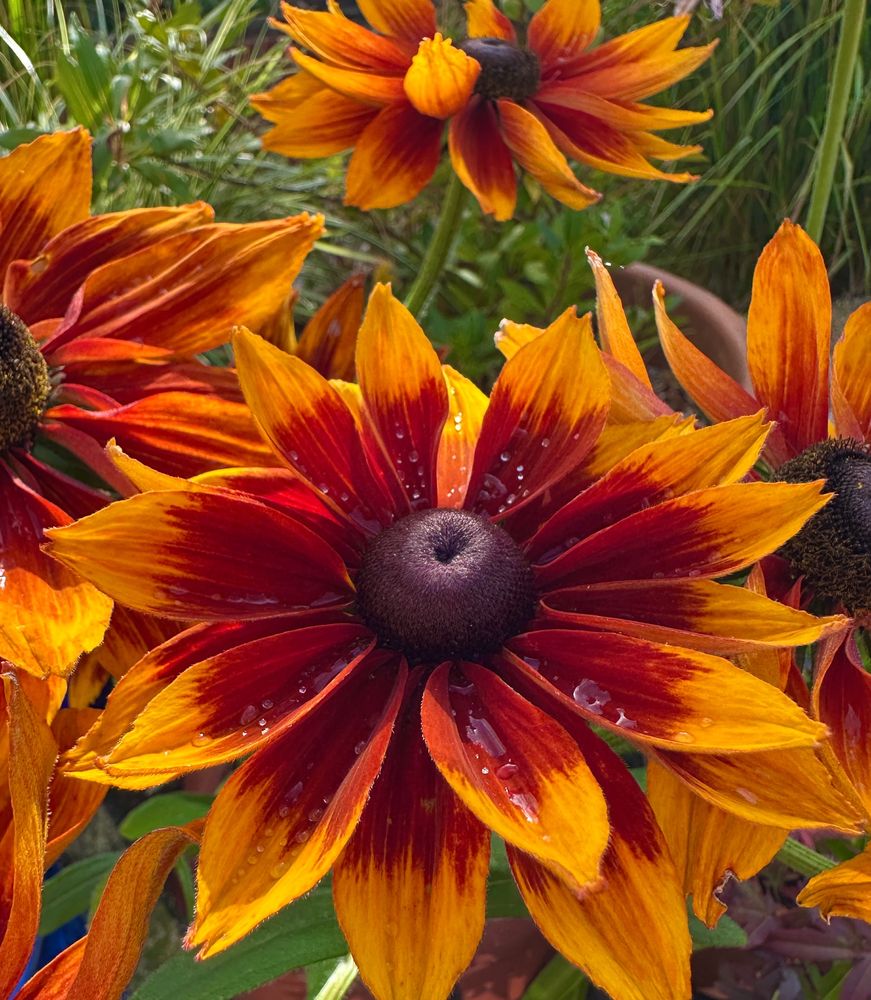Rudbeckia ‘Rudy fire’. www.walnutkitchengarden.co.uk