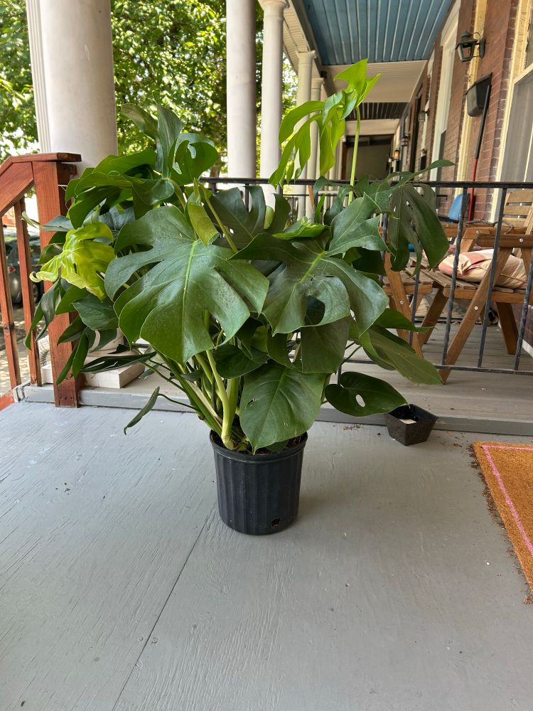 New Monstera Deliciosa sitting on a porch on a sunny day