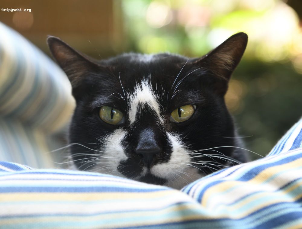 Picture probably of a cat (ALT)