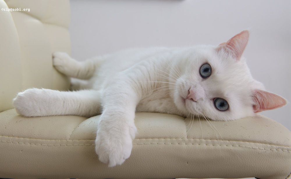 Picture probably of a cat (ALT)