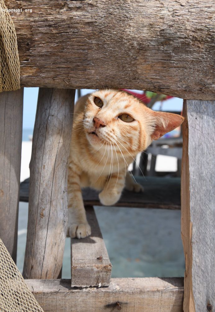 Picture probably of a cat (ALT)