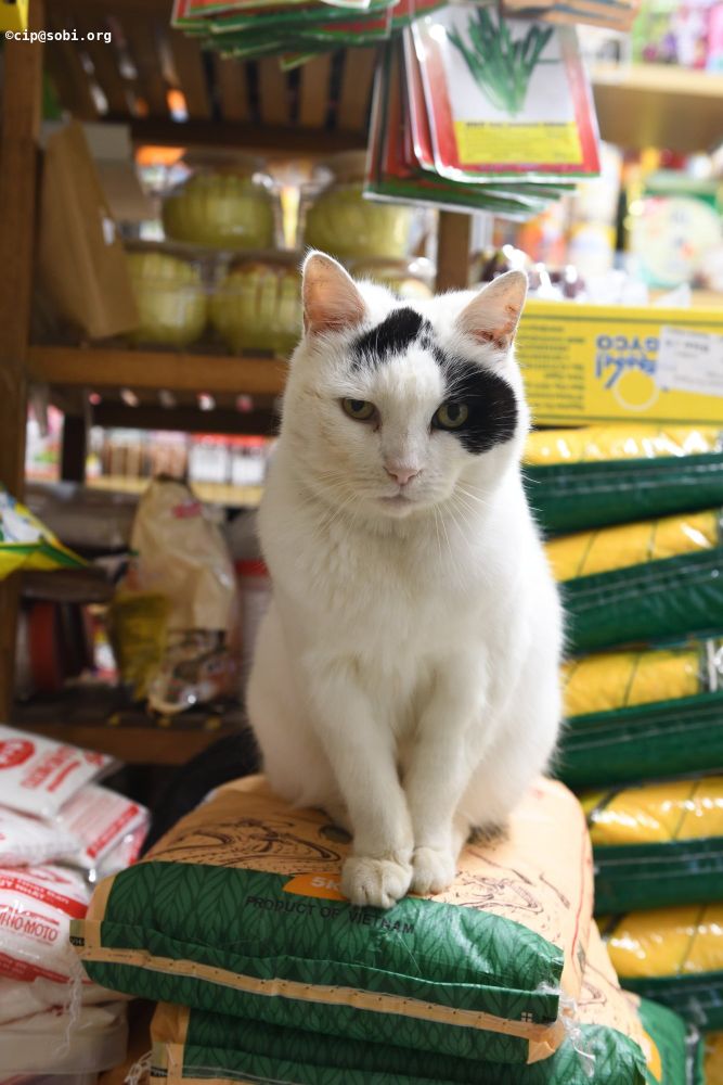 Picture probably of a cat (ALT)