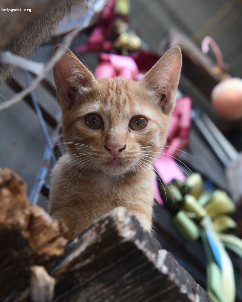 Picture probably of a cat (ALT)