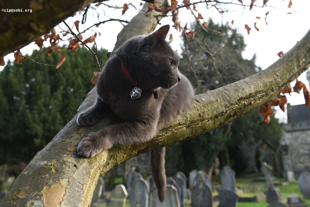 Picture probably of a cat (ALT)