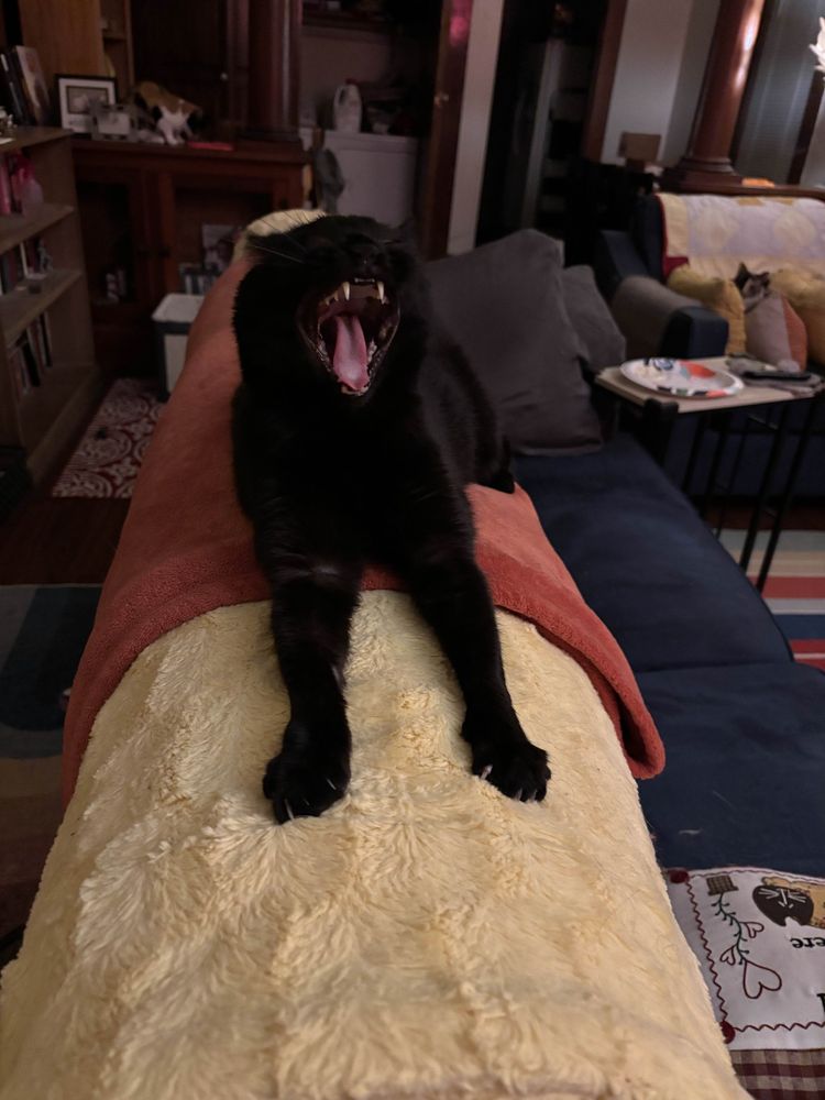 A black cat yawning but it looks like she's screaming