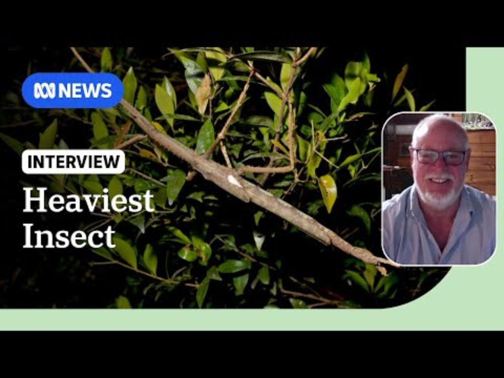 Giant stick insect discovered in Queensland rainforest | ABC NEWS