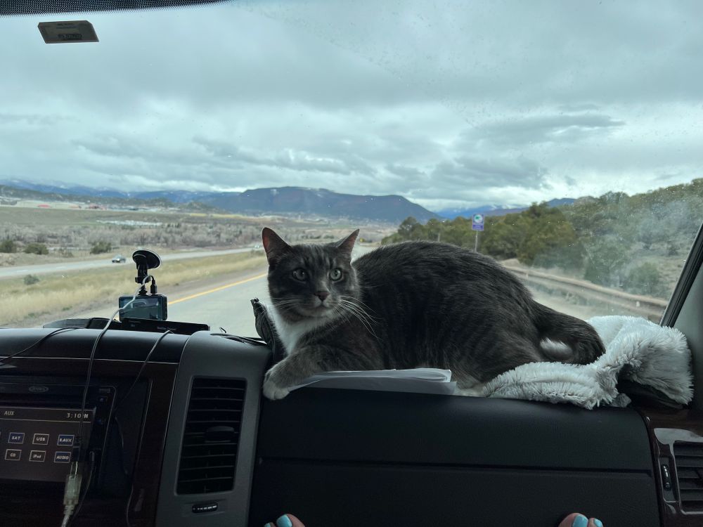 A gray and white tabby cat sits on the dash of an RV going down the road with mountains in the distance.