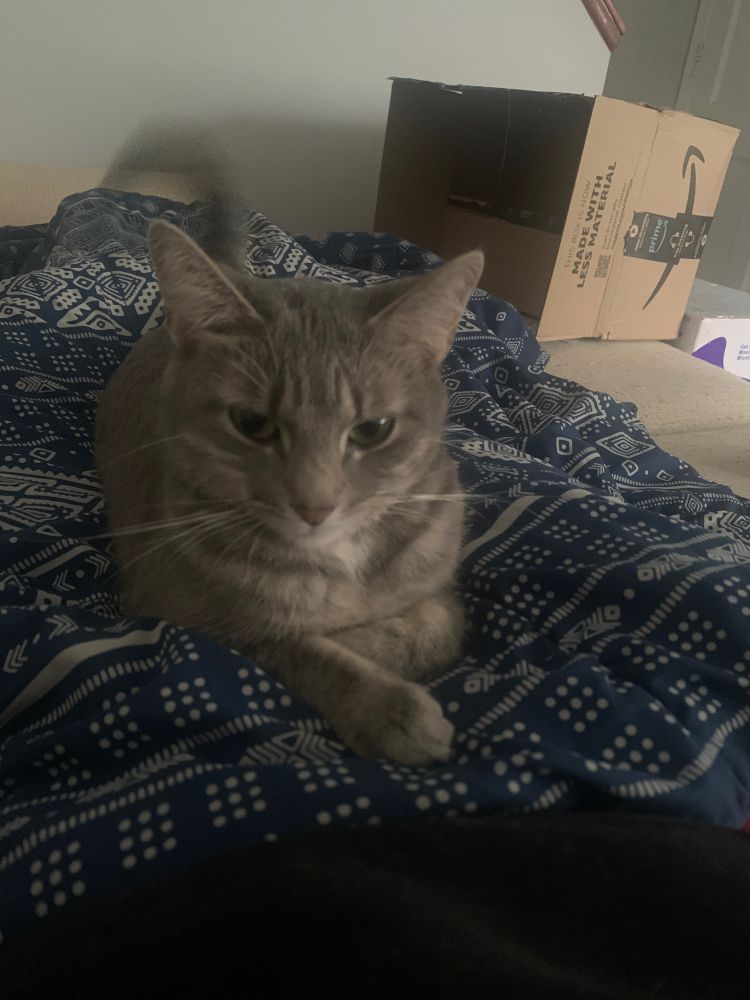 Light grey cat on blanket