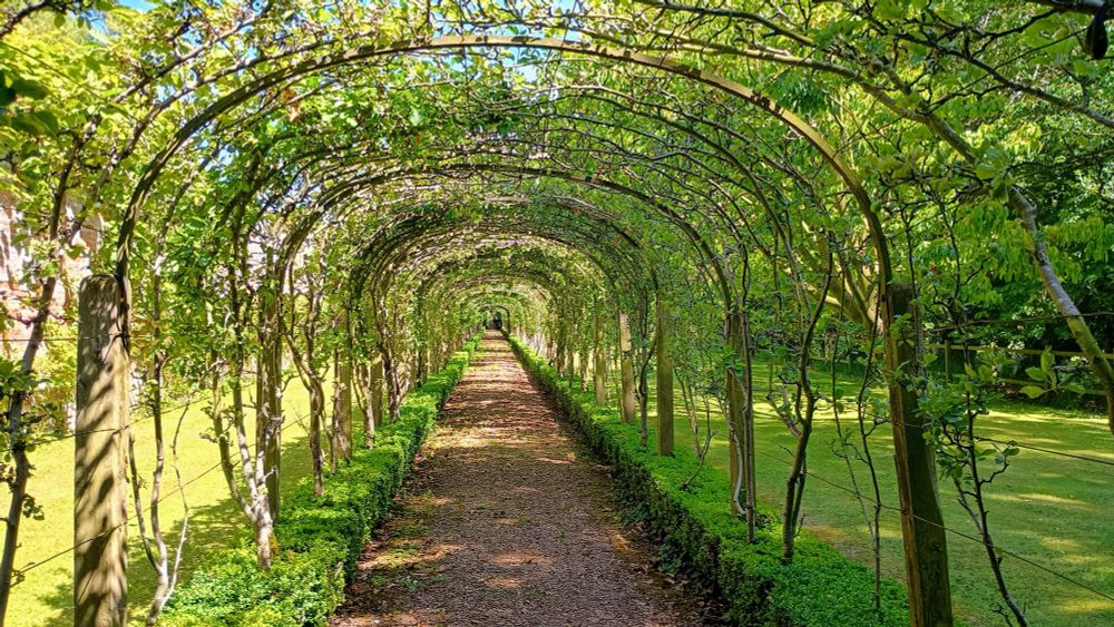 a path covered by apple trees trained over arches. there is a lawn to either side of the psth.