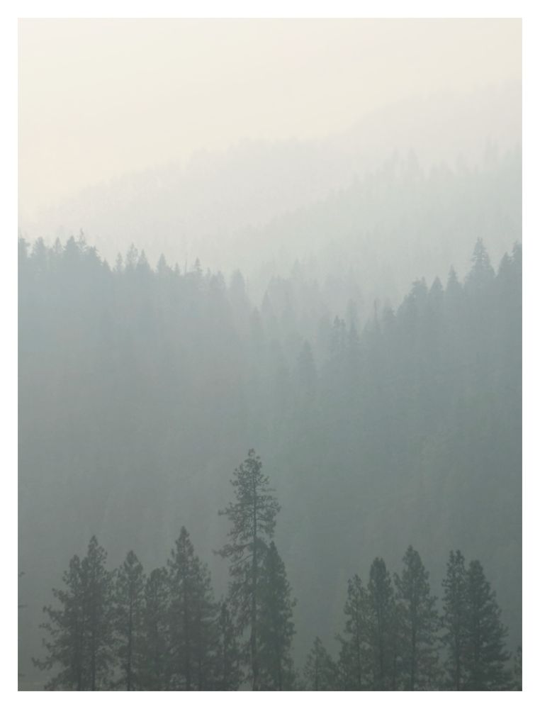 Photo of a conifer forest seen through wildfire smoke. The trees at bottom frame, closest to camera, are the clearest; subsequent “layers” of trees become more indistinct until they vanish into the haze. The tones are muted: a dark green for the nearer trees and an orange-tinged gray for the rest.