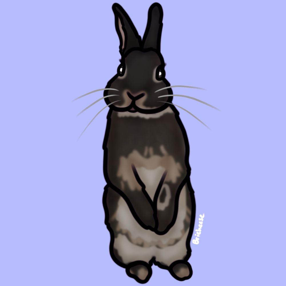 Art of cute black beige and cream bunny standing on back legs 