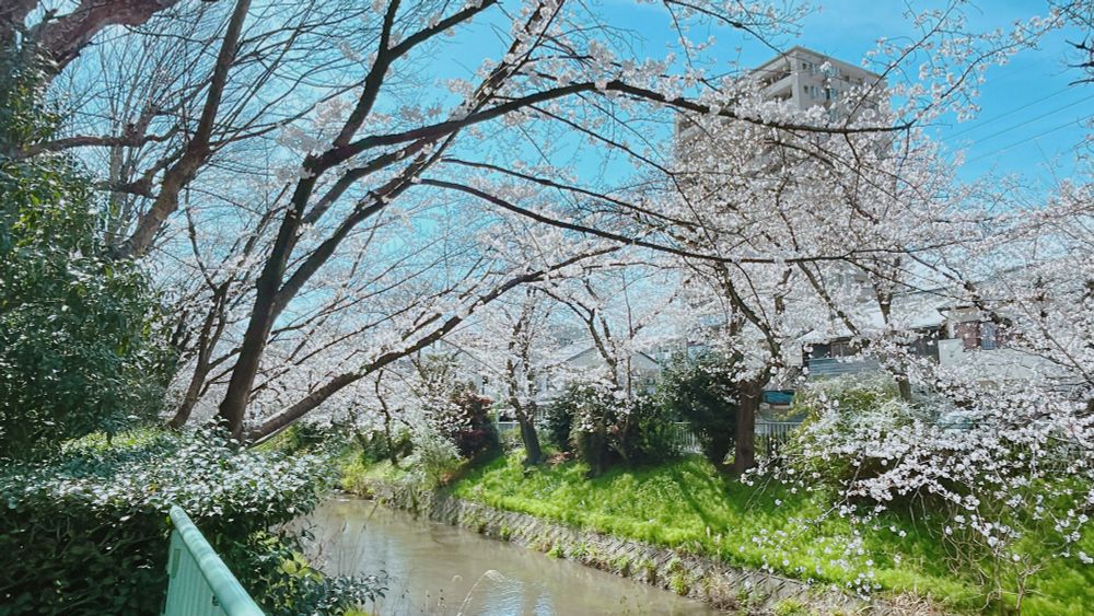 川沿いの桜並木