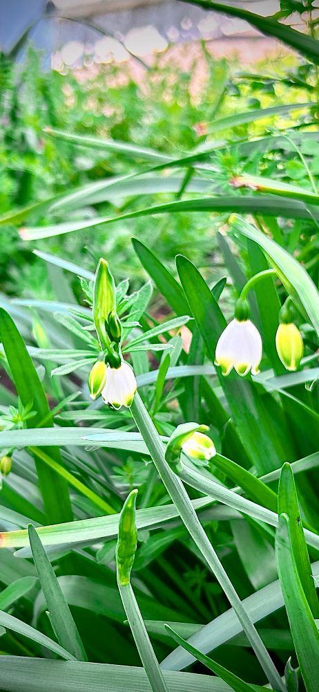 スノードロップ