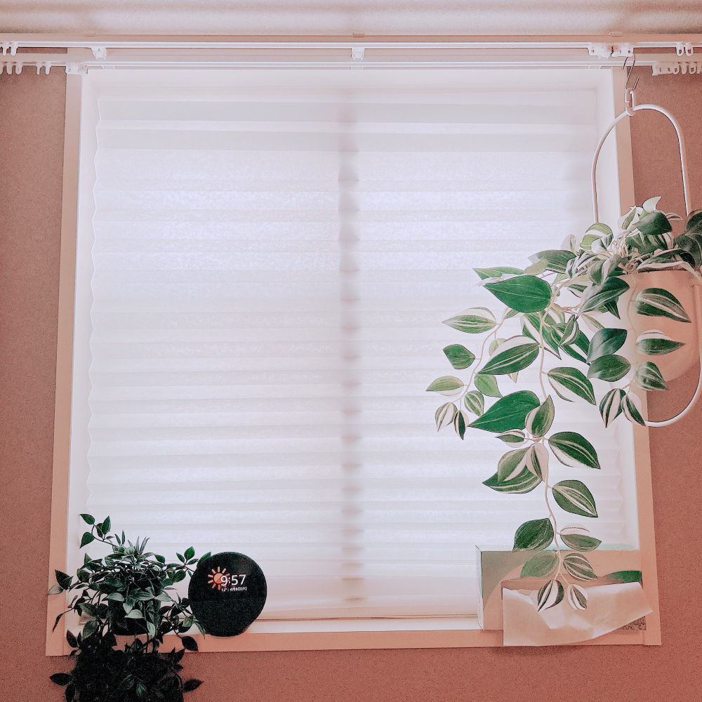 窓のシェードの植物