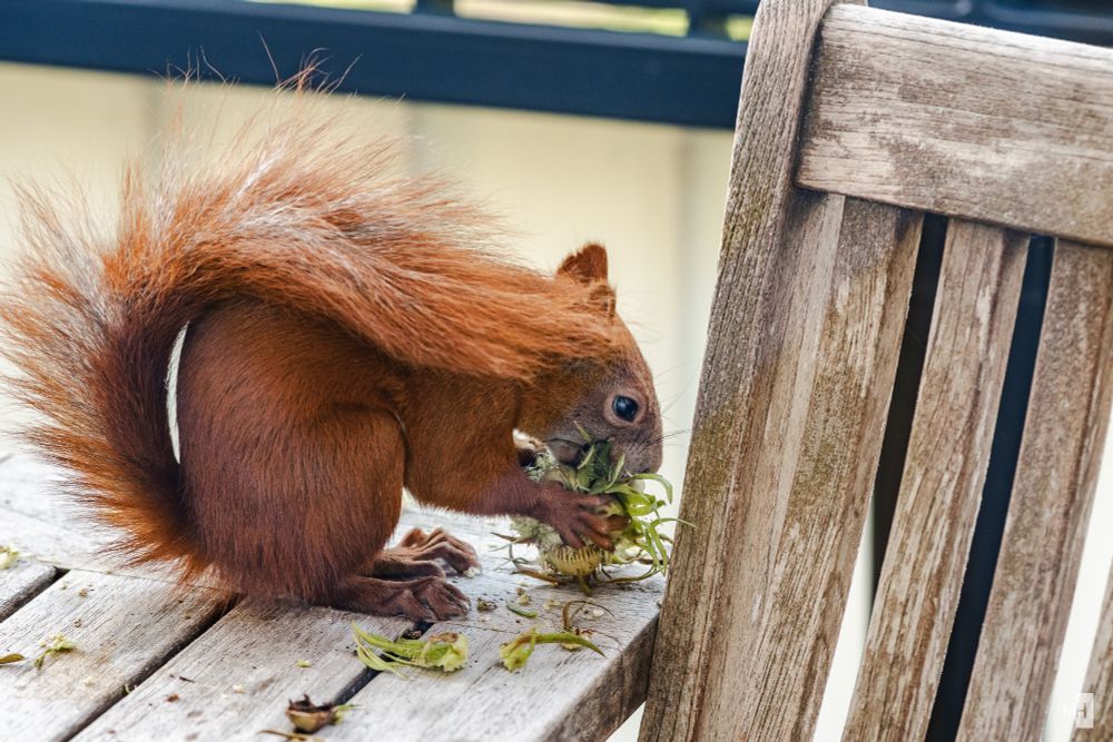 Ganz vertieft knabbert das Hörnchen an der Traube.
