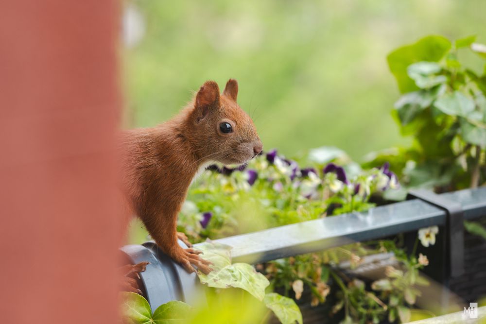 Kopf und Vorderpfoten eines Eichhörnchens, das auf einem Balkon steht, sind hinter einer Hauswand zu sehen.