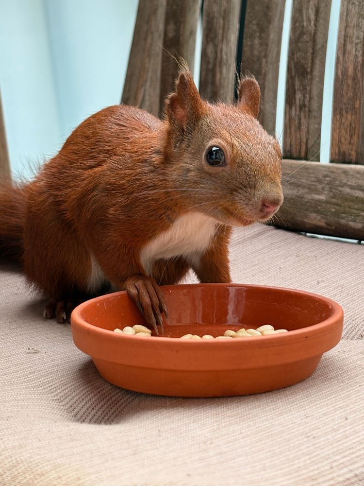 Ein Eichhörnchen, das sich mit den Pfötchen auf eine Terrakottaschale mit Pinienkernen stützt, schaut in die Kamera und das sieht nach einem Lächeln aus. 