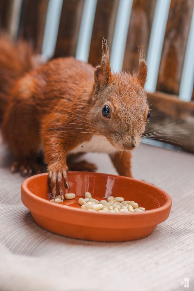 Auf einem Holzstuhl mit Kissen steht eine Terrakottaschüssel mit Pinienkernen. Ein Eichhörnchen sitzt davor, stützt eine Pfote auf den Rand und schaut in die Kamera.