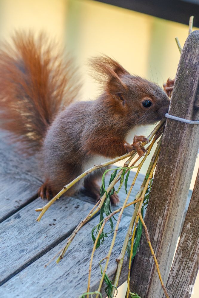 Ein kleines Eichhörnchen mit Winterpelz und langen Puscheln an den Ohren knabbert Zweigen.