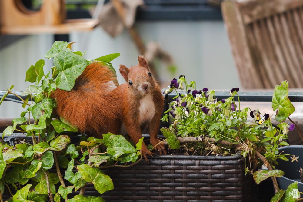 Im Hintergrund ist ein Balkon zu sehen, im Vordergrund ein Blumenkasten mit Efeu und Hornveilchen. Ein Eichhörnchen sitzt darin und schaut in die Kamera.
