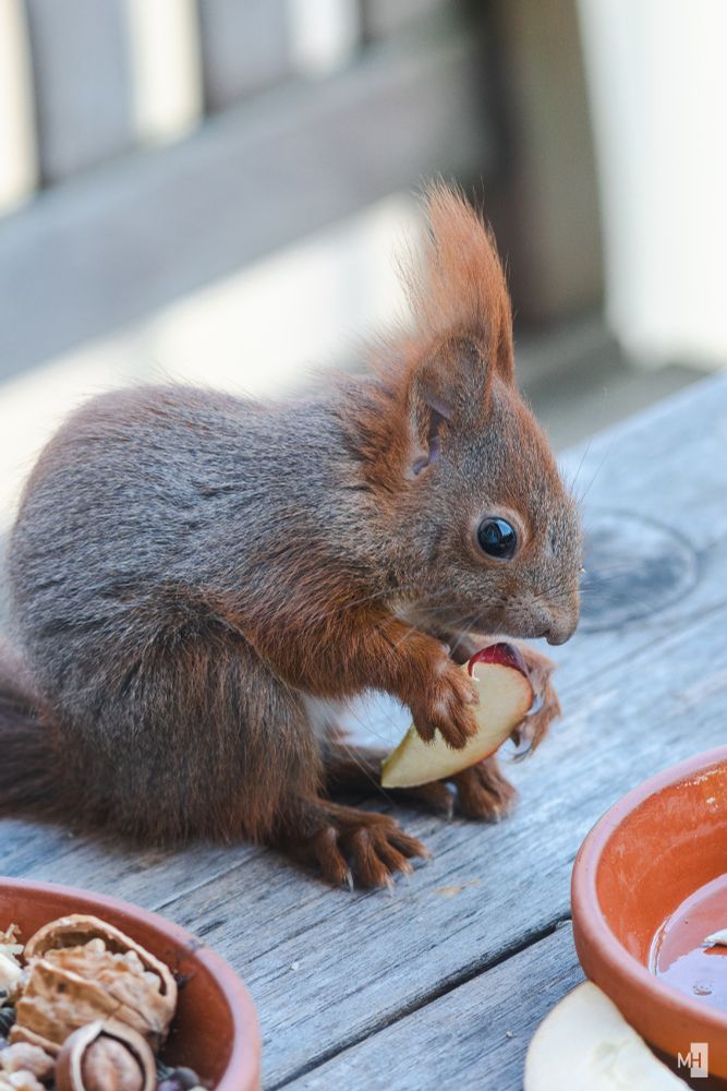 Das selbe Eichhörnchen hält eine Apfelscheibe in den Pfoten während es auf den Hinterpfoten sitzt.