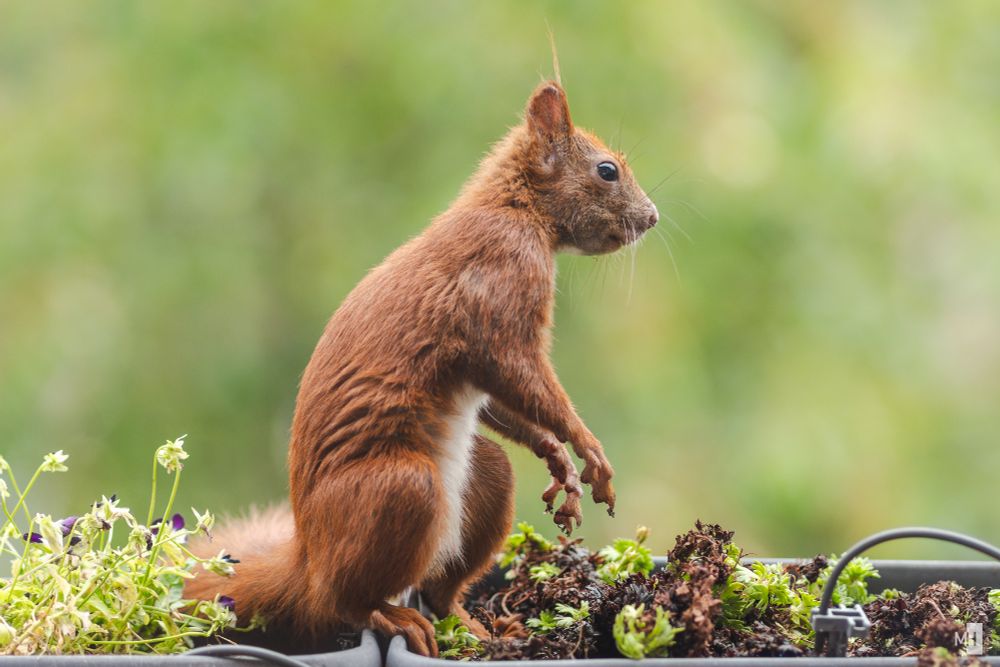 Das selbe Hörnchen im Sommer mit kurzem und röterem Fell. Die grauen Stellen sind verschwunden. An den Ohren stehen nur noch einzelne Haare.