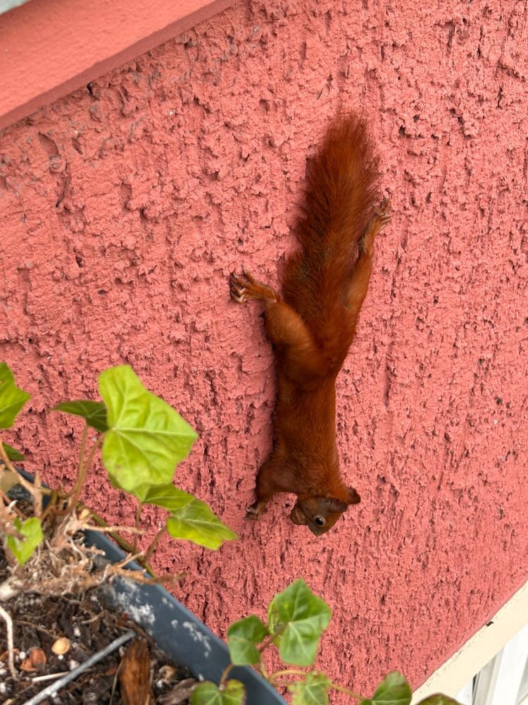 Das ganze Hörnchen ist zu sehen, es hat eine Walnuss im Maul. 