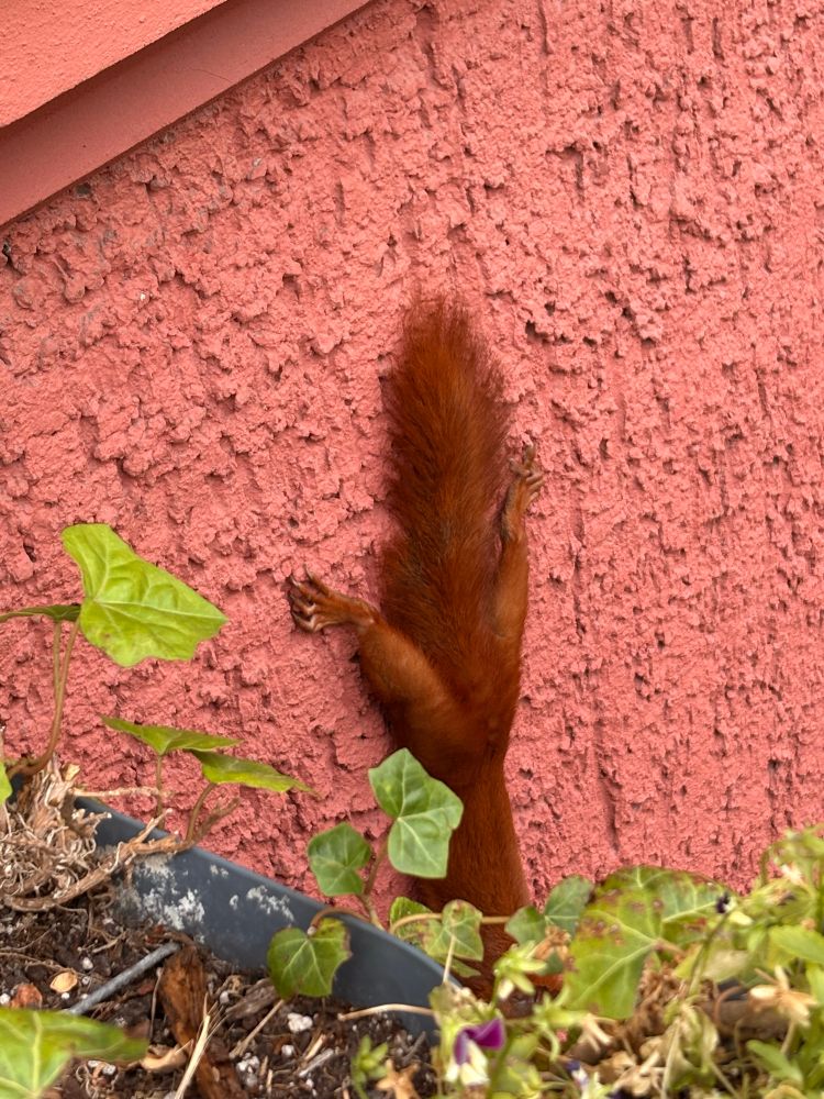 An einer roten Hauswand hängt ein Eichhörnchen kopfüber nach unten. Es sind der nach oben gestreckte Schwanz und die Hinterpfoten zu sehen. 