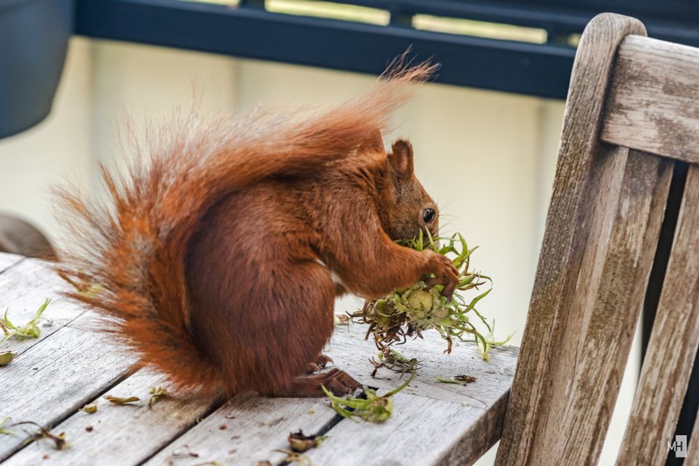 Das Hörnchen hebt die gesamte Traube hoch, um sie auseinander zu fetzen.