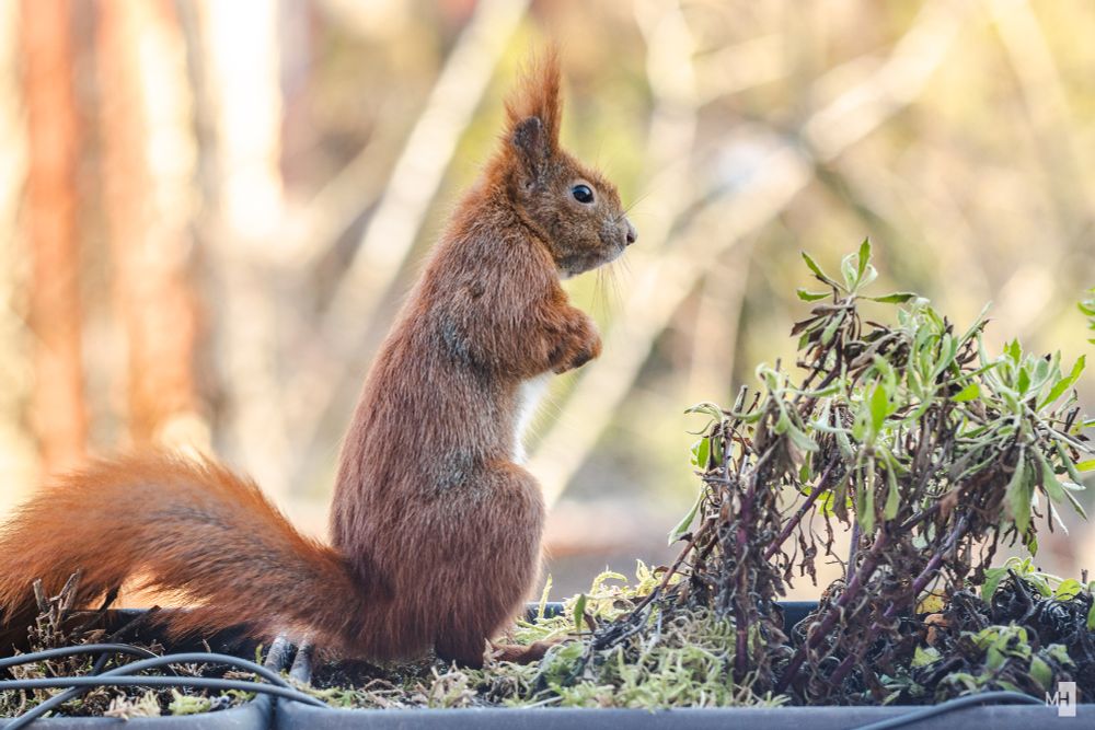In einem Blumenkasten steht ein Eichhörnchen aufrecht mit angezogenen Vorderpfoten. Es hat einen dichten Pelz mit grauen Stellen an den Flanken und dichten Puscheln an den Ohren.