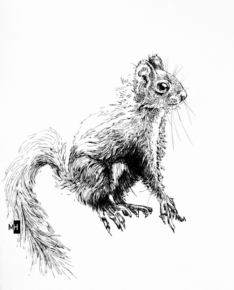 Schwarze Tintezeichnung eines Eichhörnchens auf weißem Hintergrund. Das Hörnchen sitzt auf Hinterpfoten und eine Vorderpfote gestützt mit aufmerksamem Blick nach rechts. 