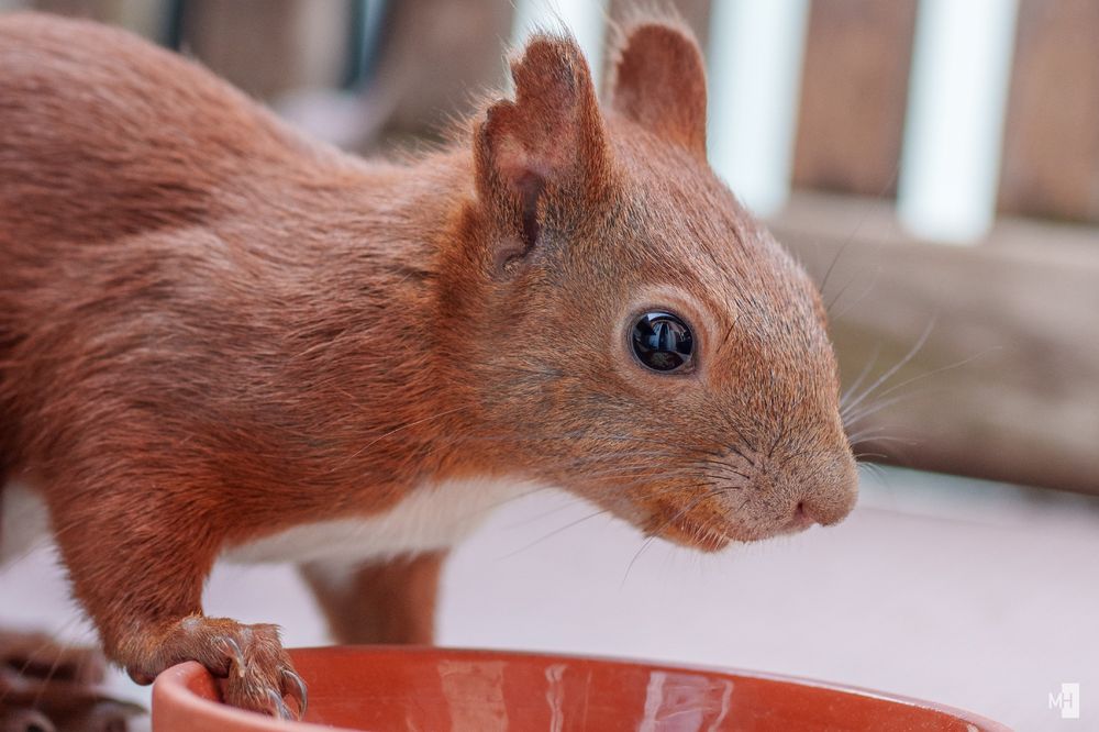 Ein Eichhörnchen stützt sich auf eine Terrakottaschale. Das Bild ist so beschnitten, dass man Kopf und Vorderpfote des Hörnchens deutlich sehen kann.