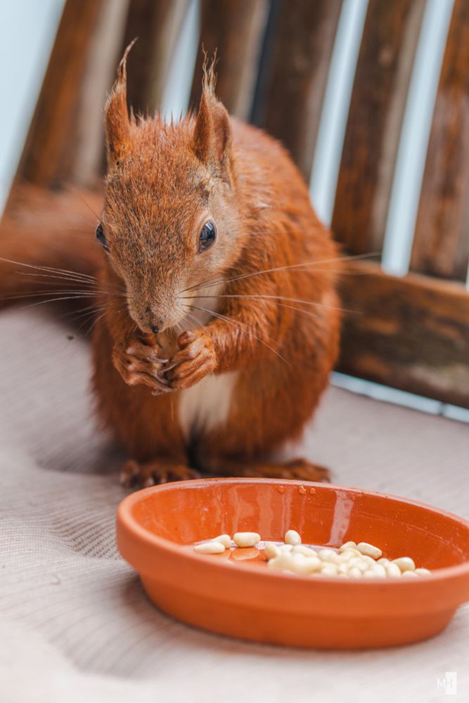Das Eichhörnchen sitzt auf den Hinterpfoten und knuspert einen Kern.