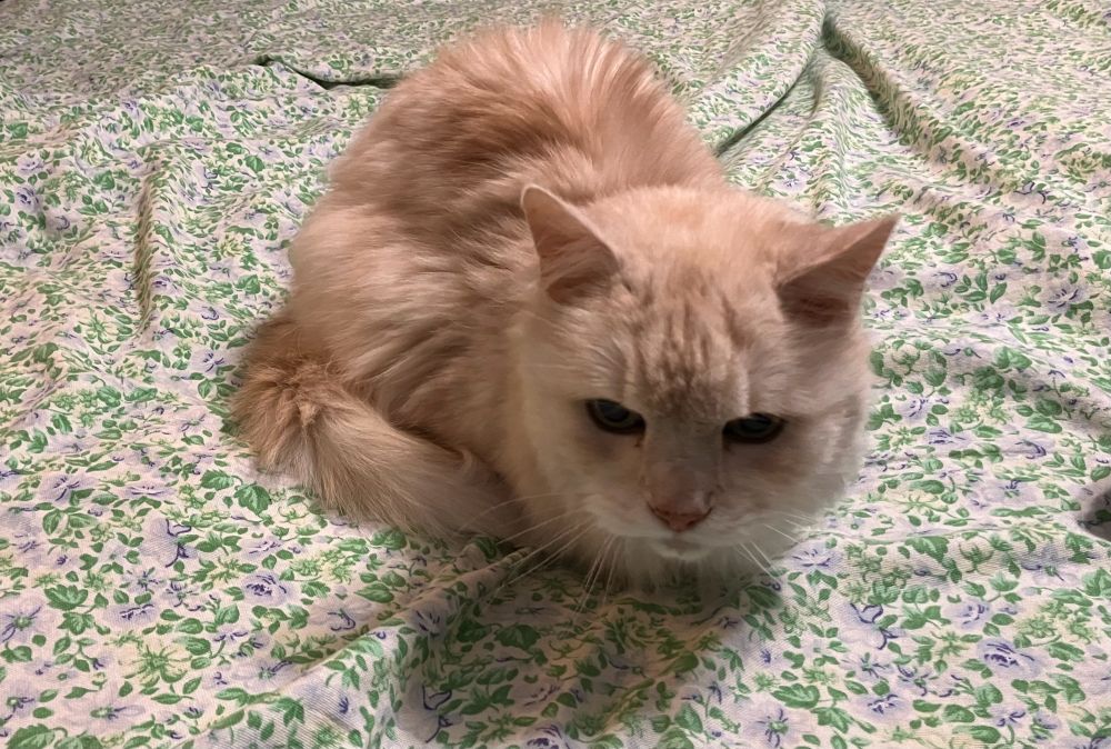 White cat sitting loaf-style on a comforter.