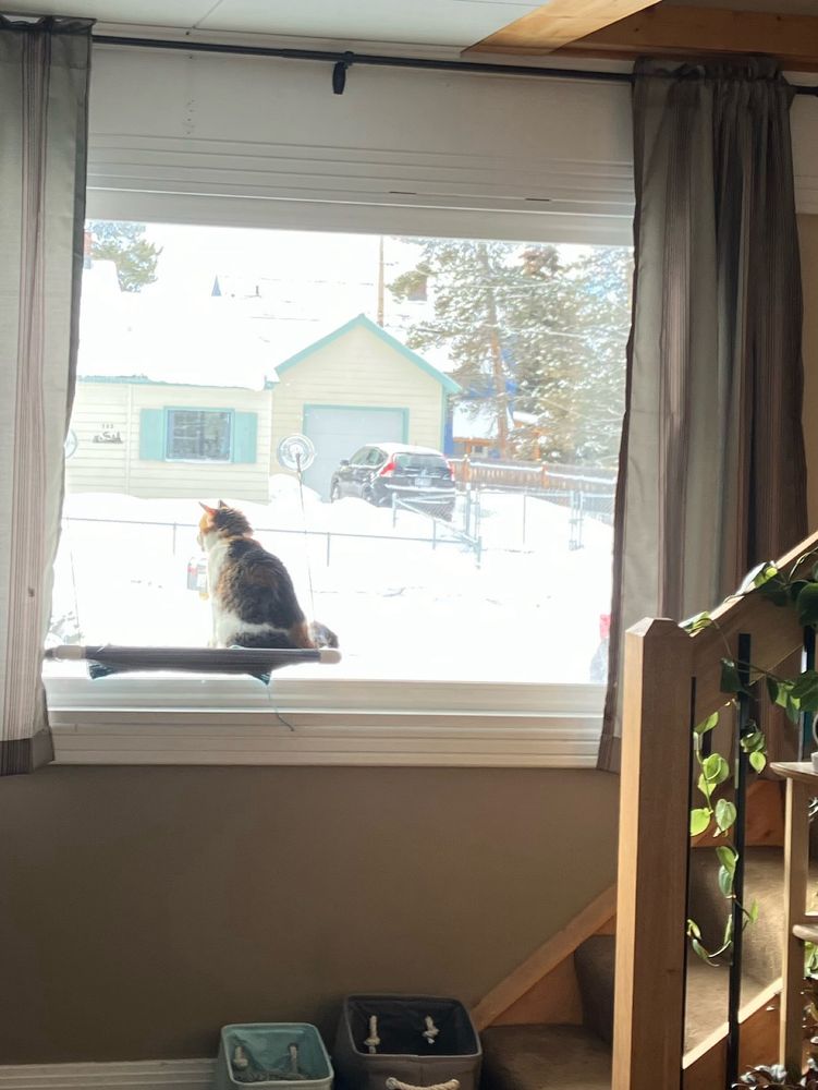 A calico cat watches birds from her perch through a window revealing a snowy landscape. 