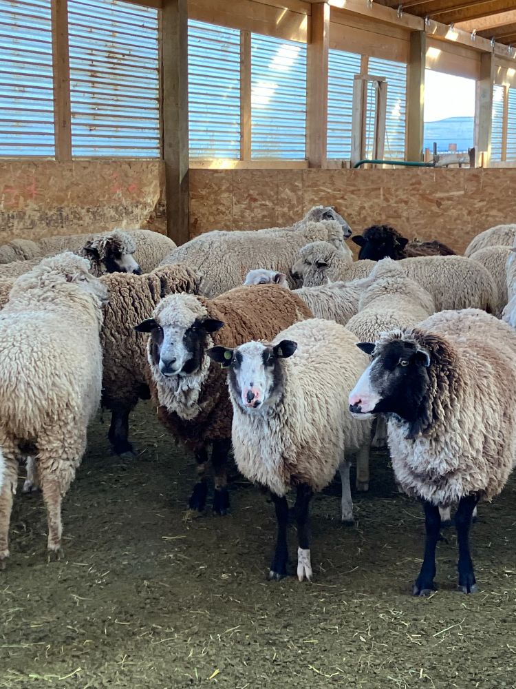 A variety of sheep look on, awaiting their entry to the chute for shearing. 