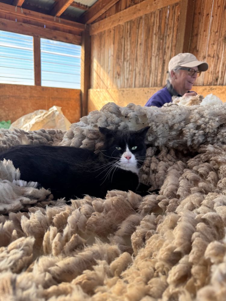 A black and white barn cat lays in a freshly sheared, still warm sheep fleece on a skirting table