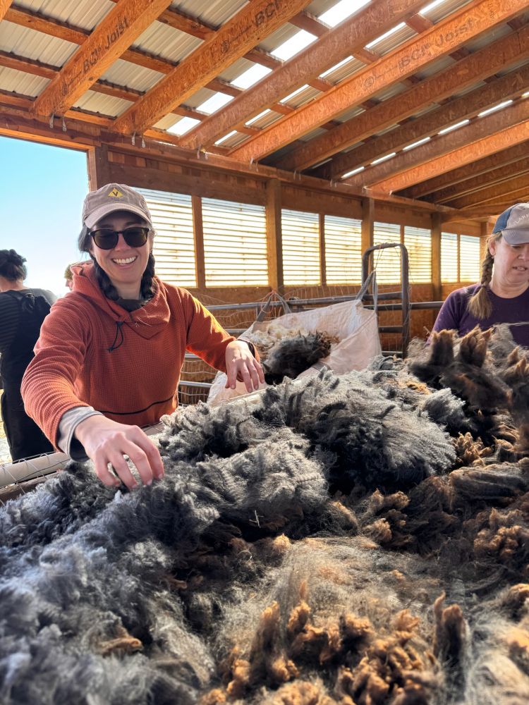 A woman excitedly skirts a large gray, brown, black and white fleece in a barn. Behind her is a giant bag overflowing with skirted fleece. 