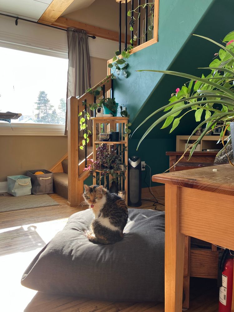 A calico cat lounges on a floor cushion in a sunbeam with her tongue out. Plants trail up the rails of a staircase behind her. 